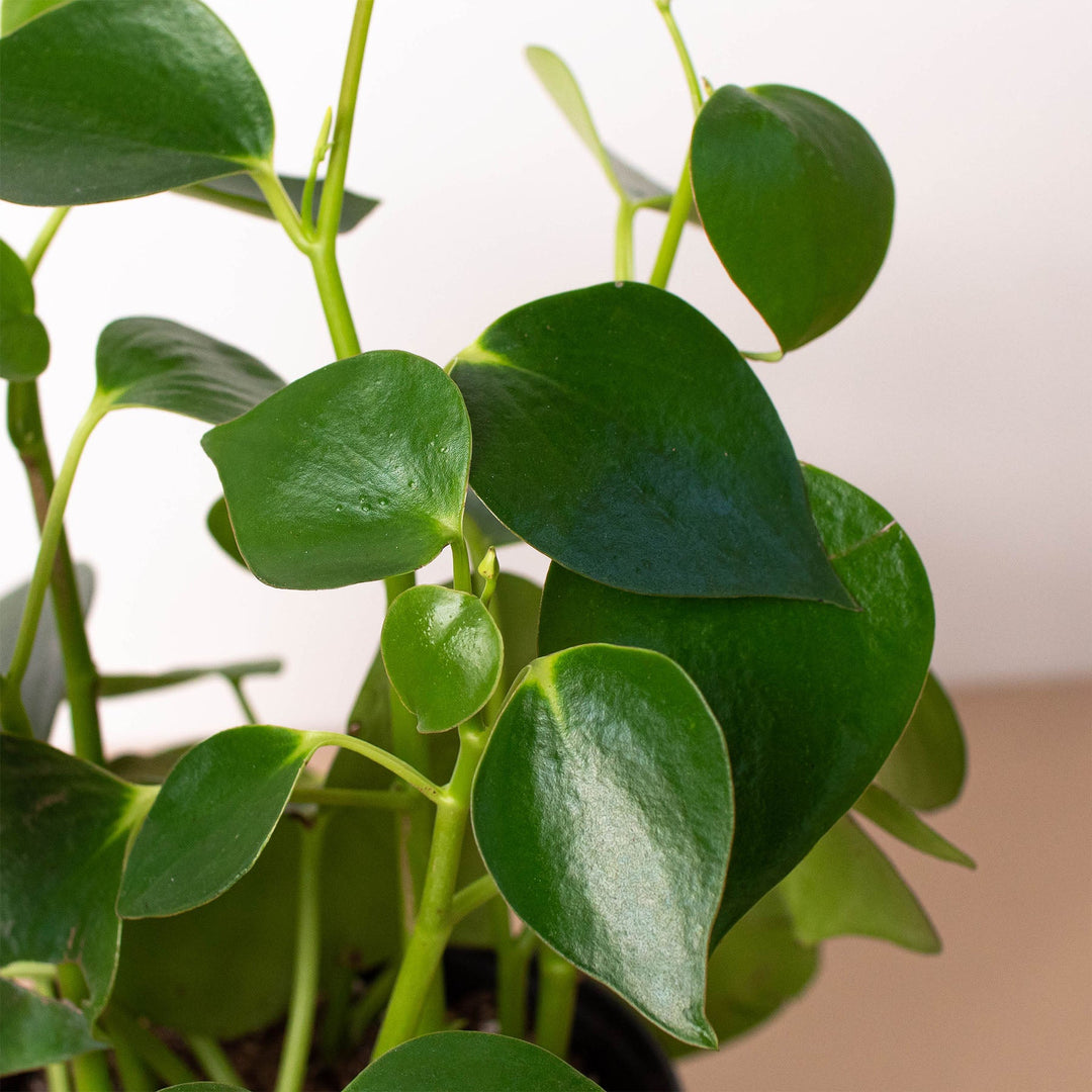 Peperomia &