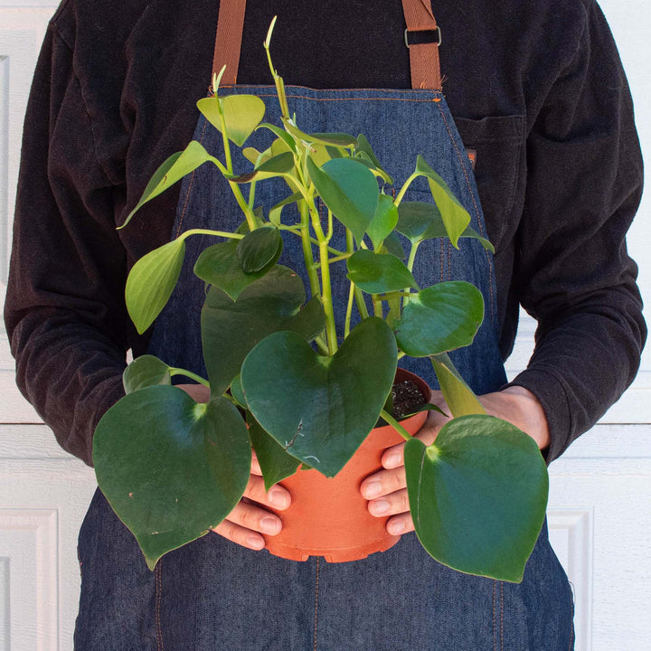 Peperomia &