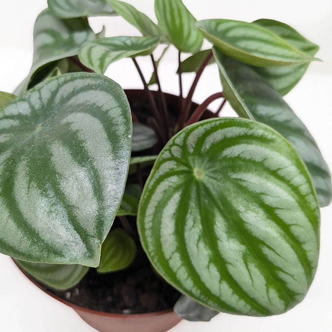 Peperomia &