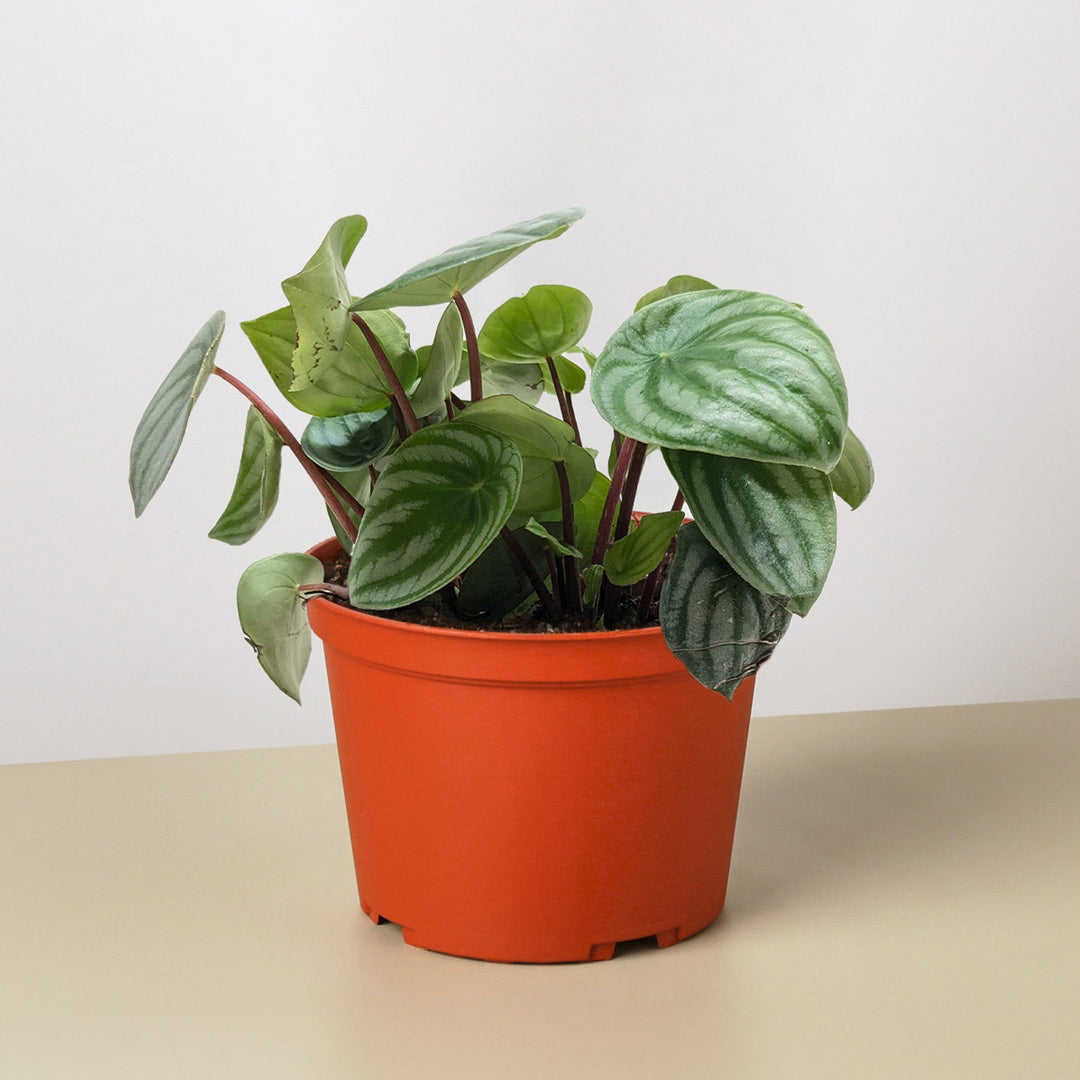 Peperomia &
