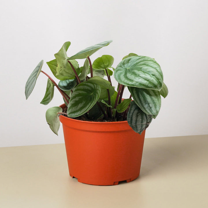 Peperomia &