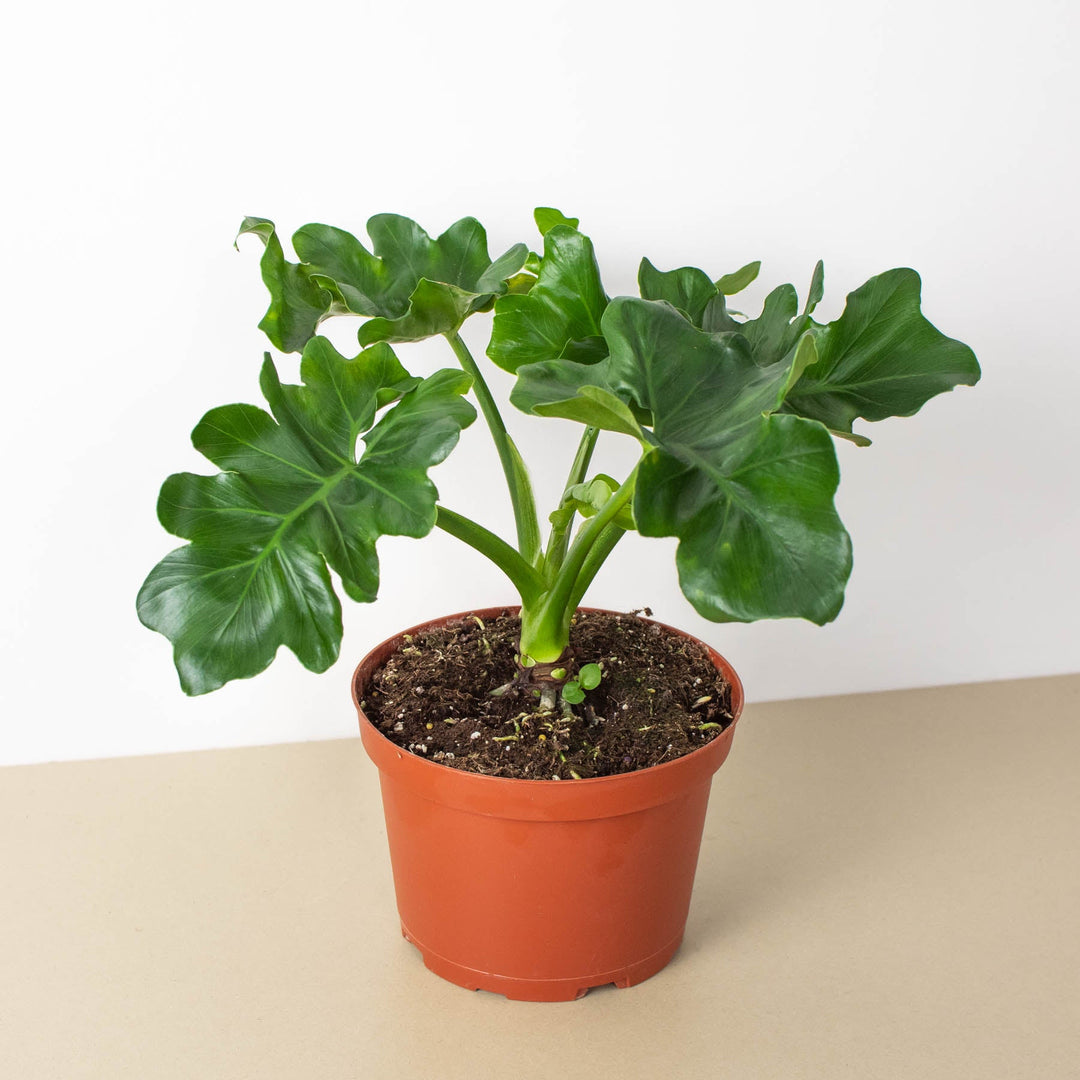 Philodendron &