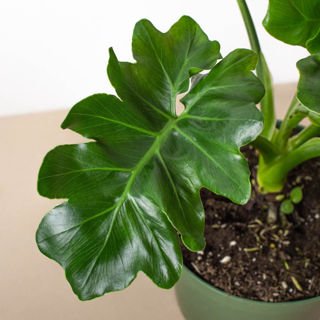 Philodendron &
