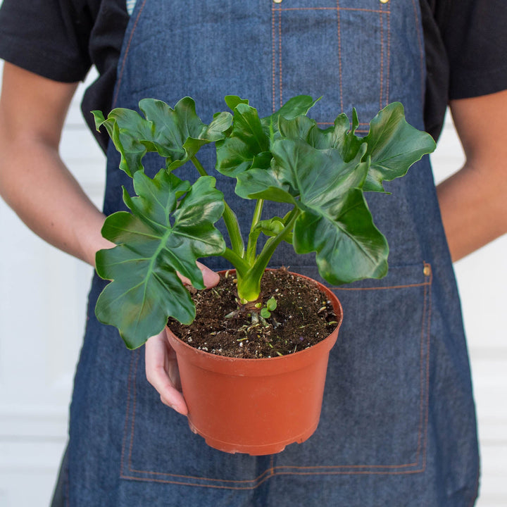 Philodendron &
