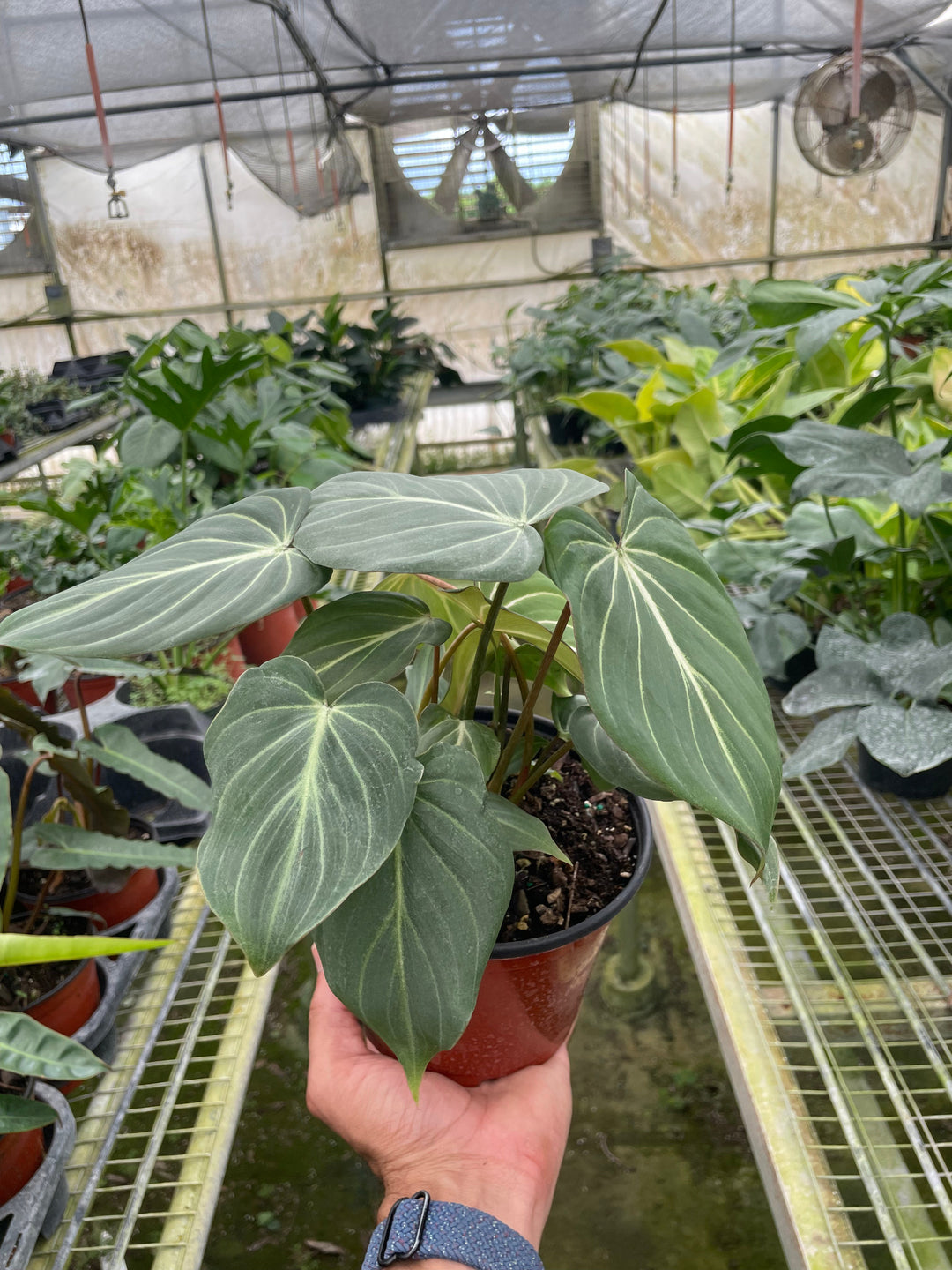 Philodendron &