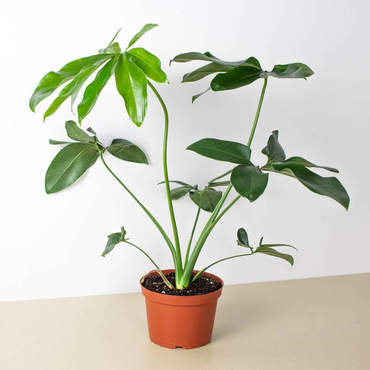 Philodendron &