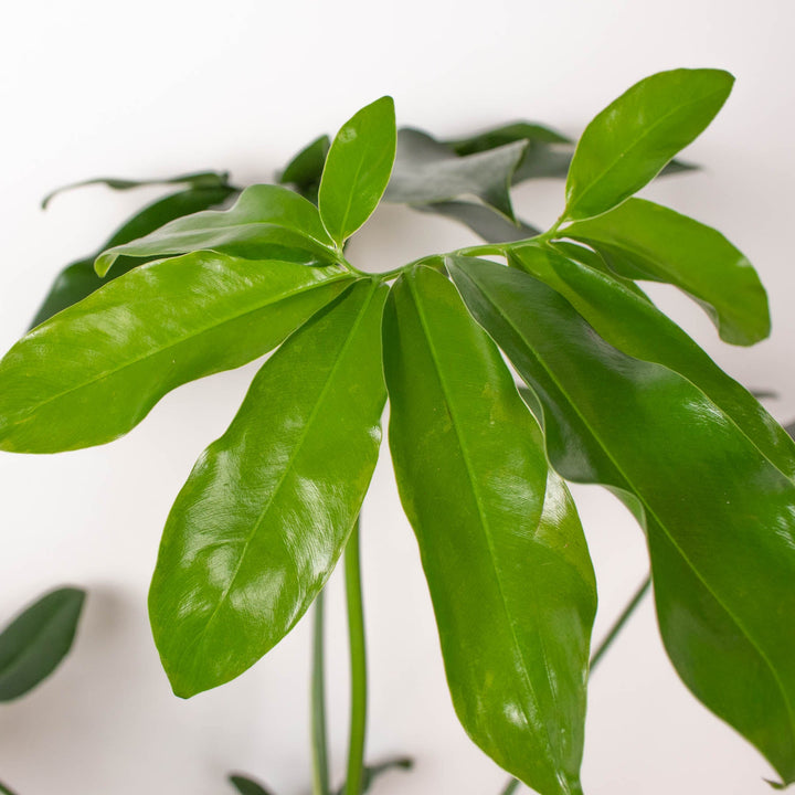 Philodendron &