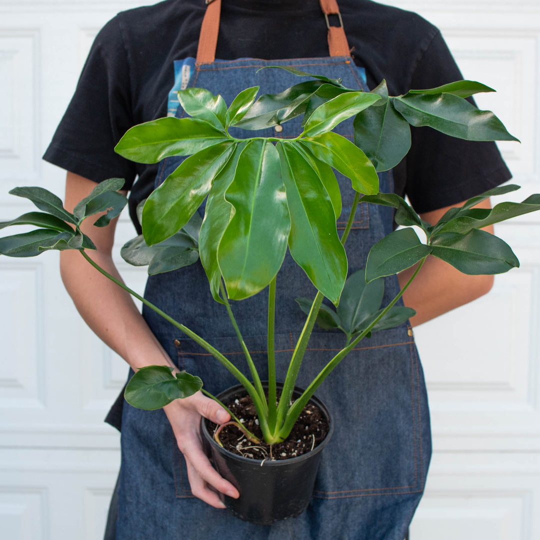 Philodendron &
