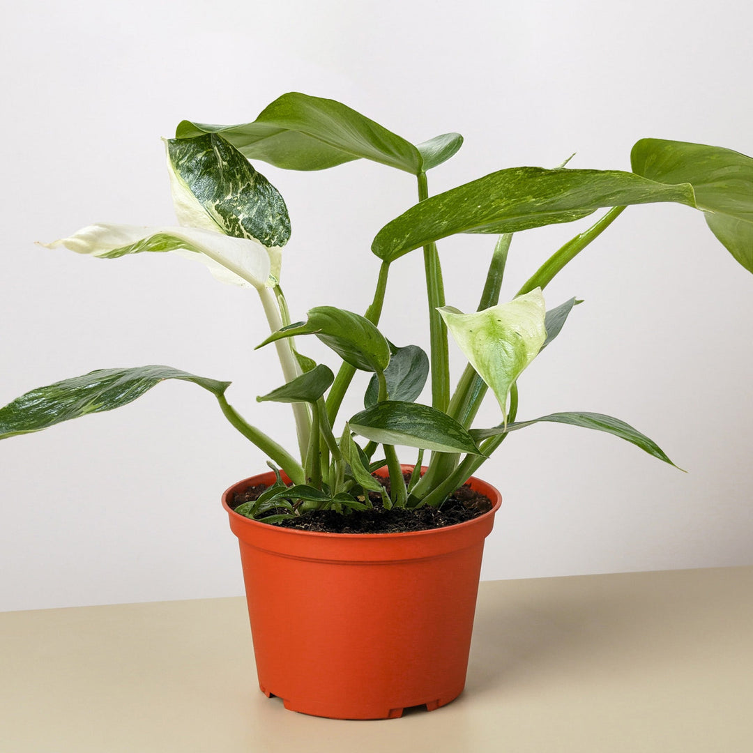 Philodendron Jose Bueno