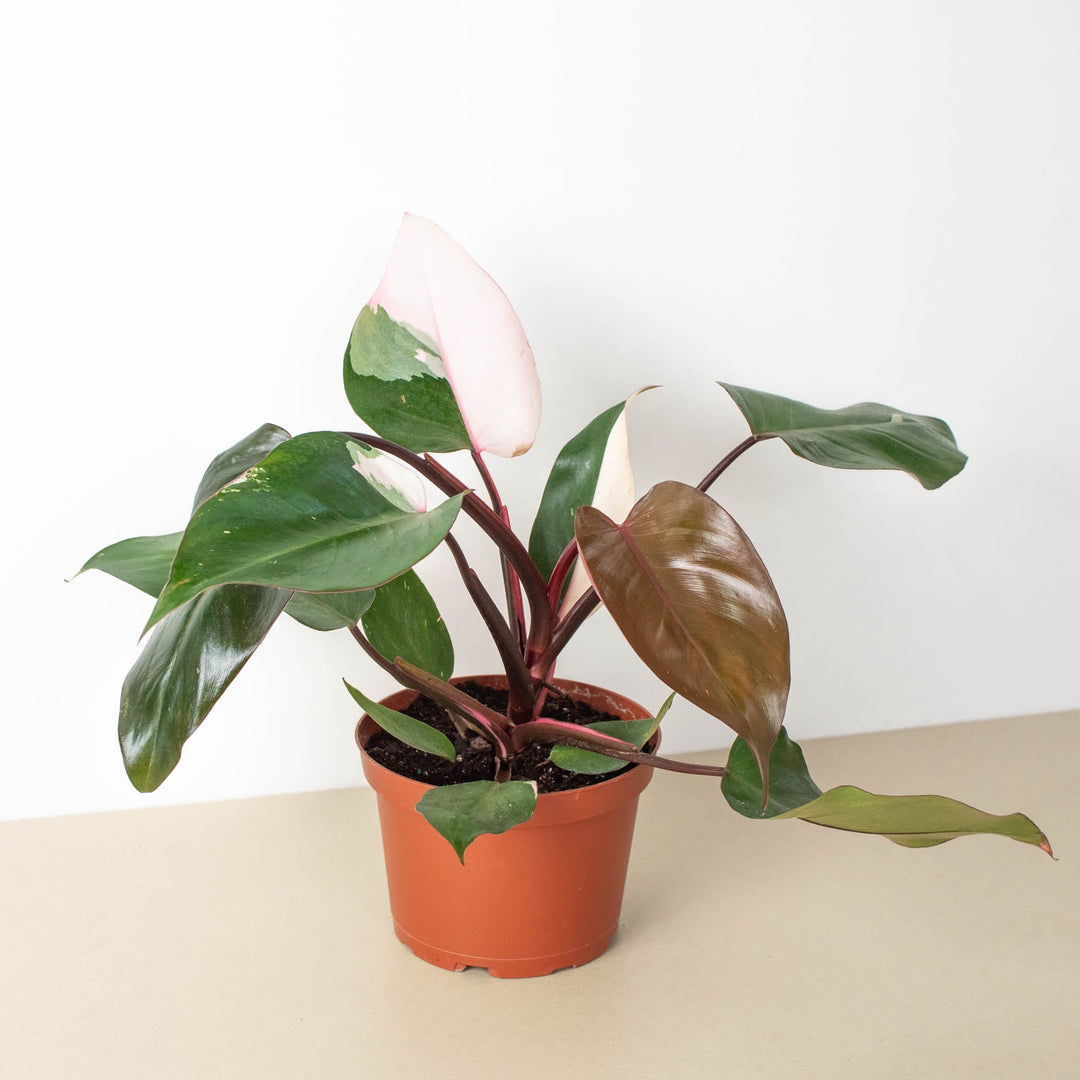 Philodendron &