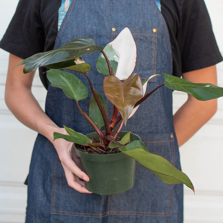 Philodendron &