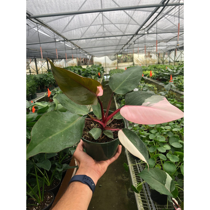 Philodendron &