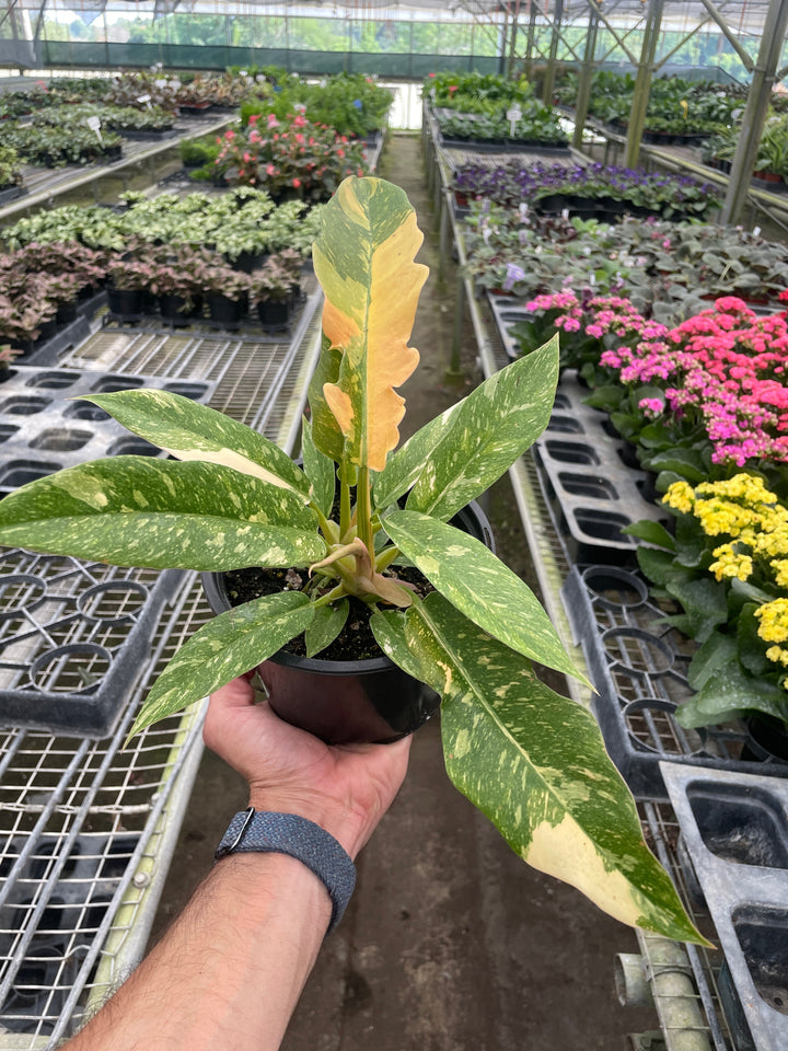 Philodendron &