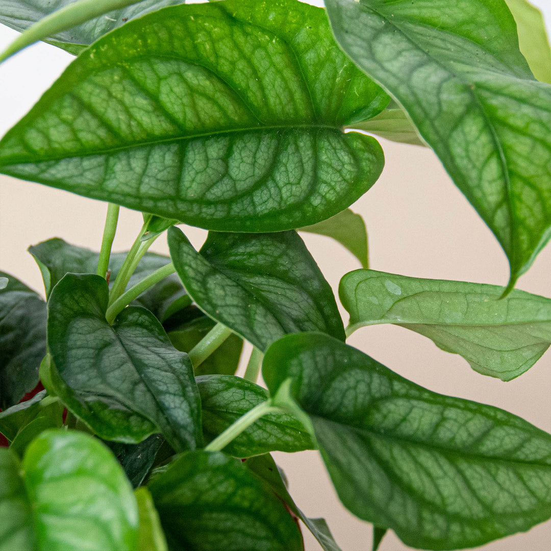 Monstera &