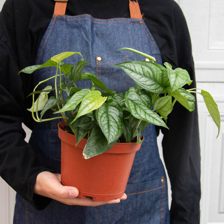Monstera &