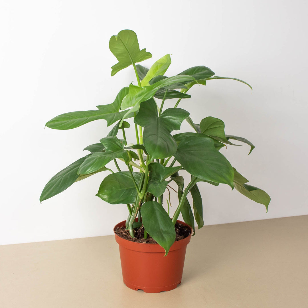 Philodendron &