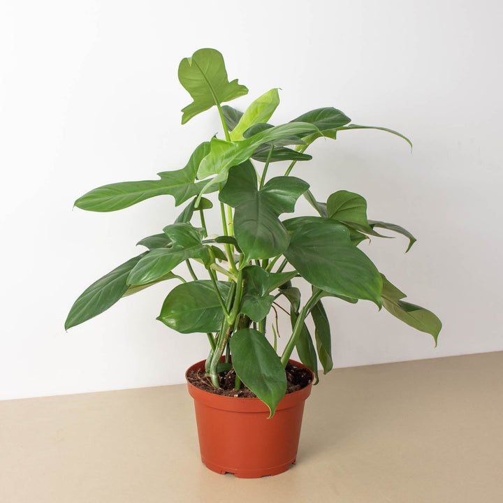 Philodendron &