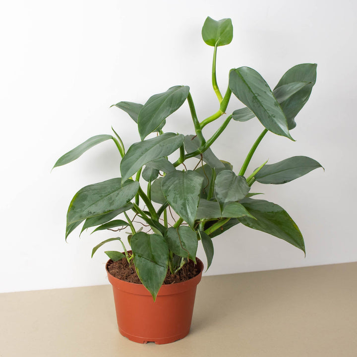 Philodendron &