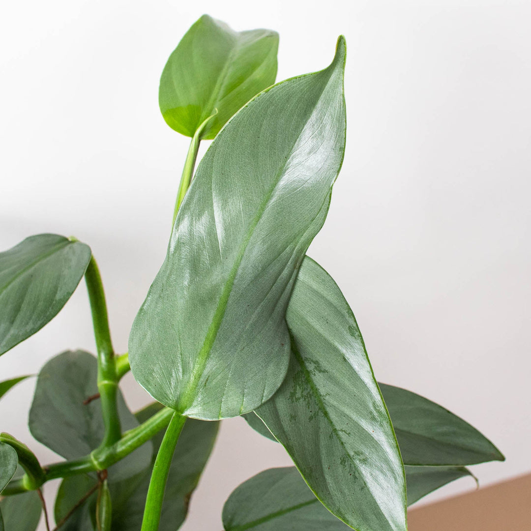 Philodendron &