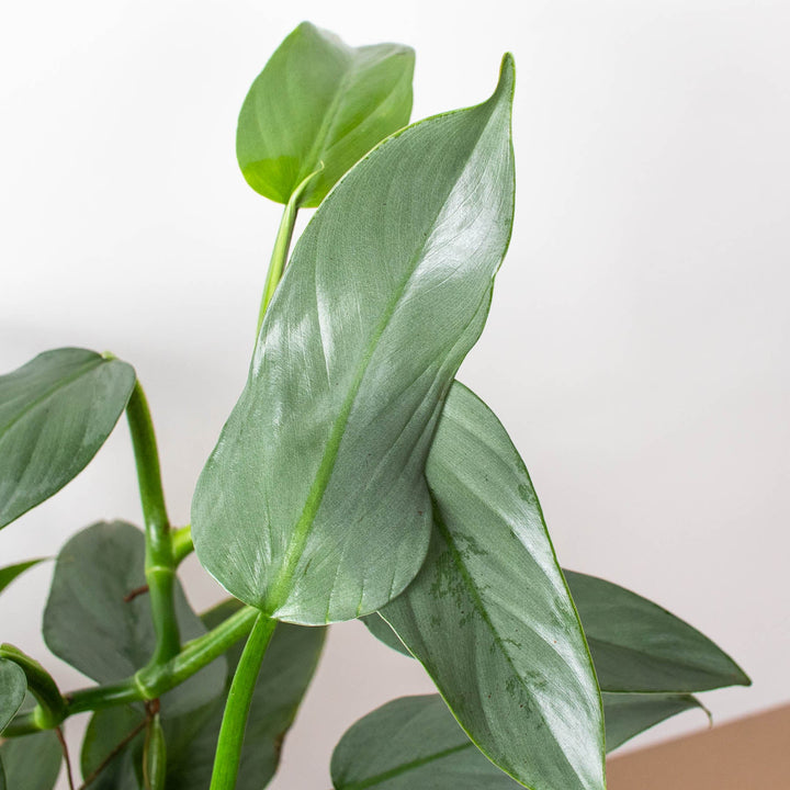 Philodendron &
