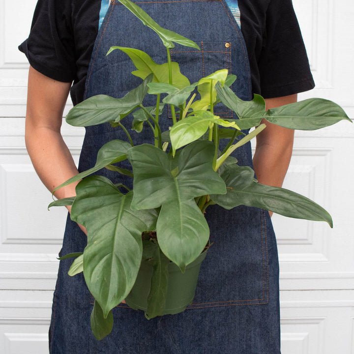 Philodendron &