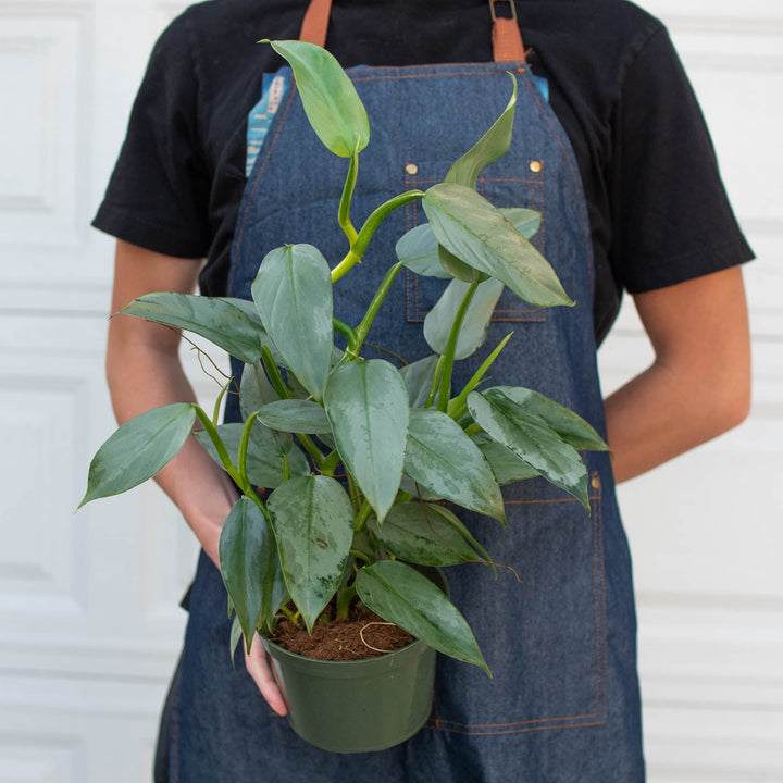 Philodendron &