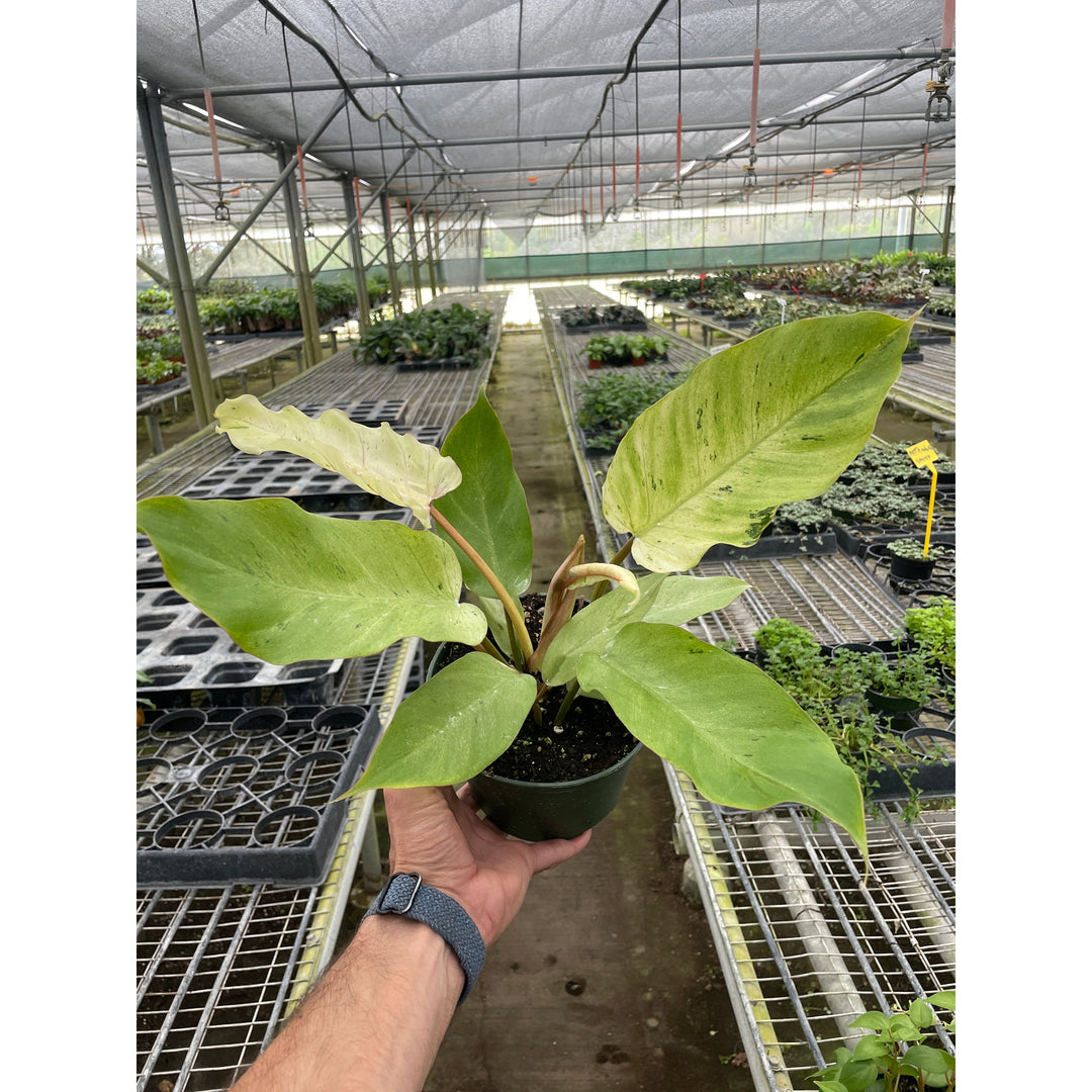 Philodendron &