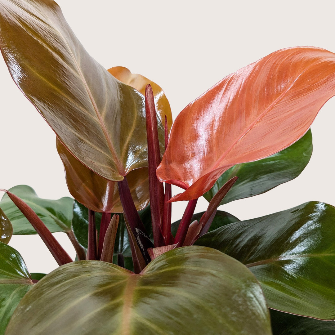 Philodendron &