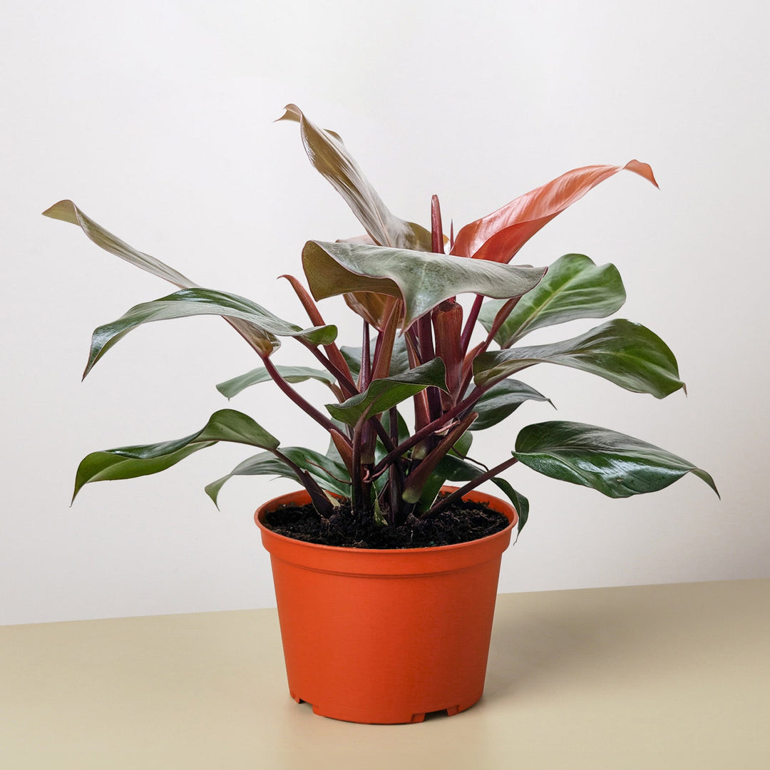 Philodendron &