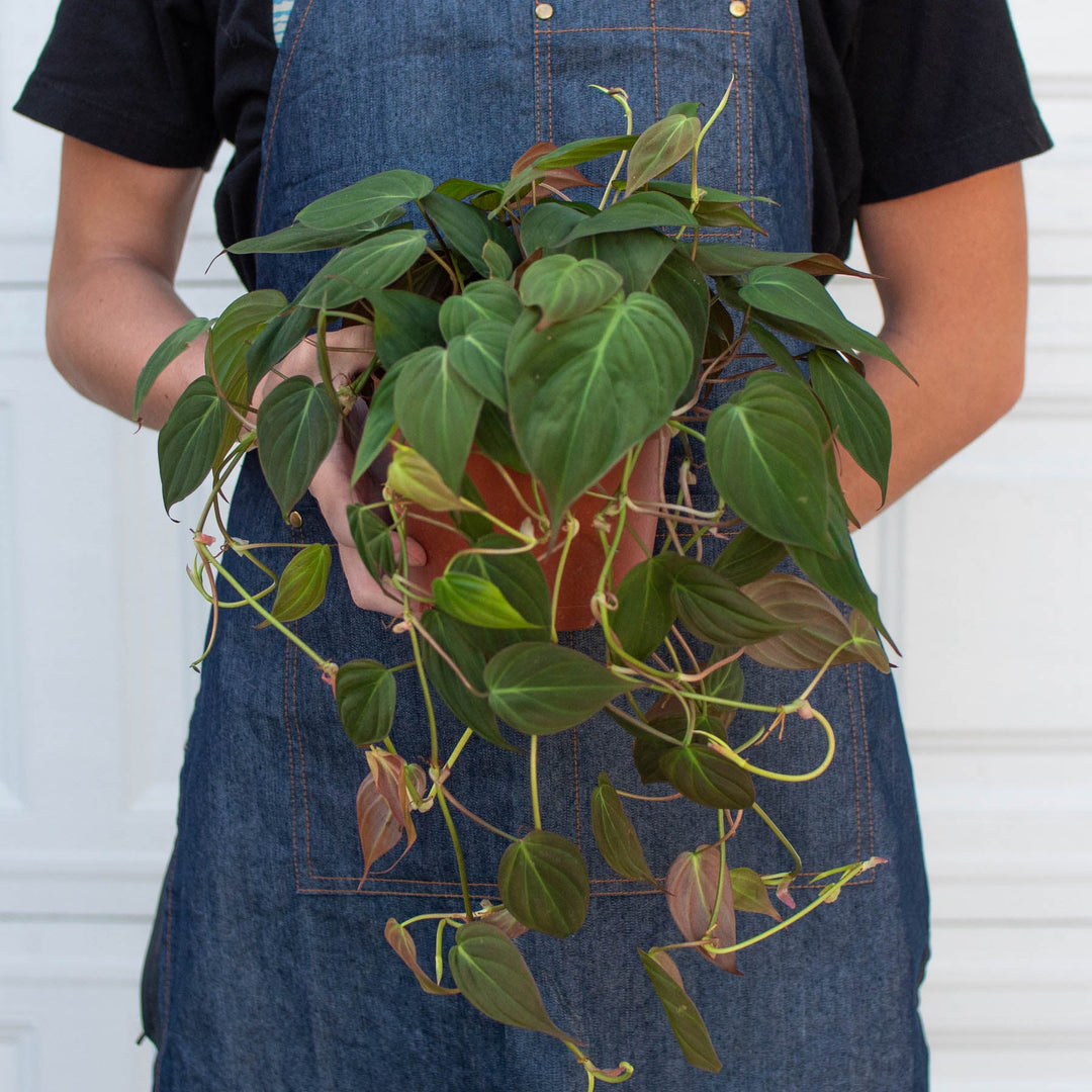 Philodendron &