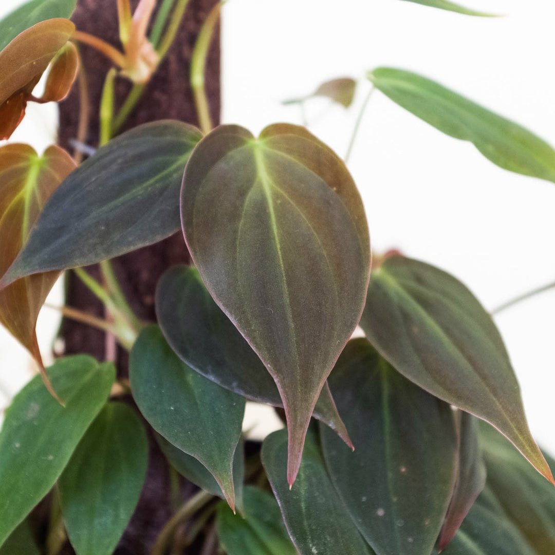 Philodendron &