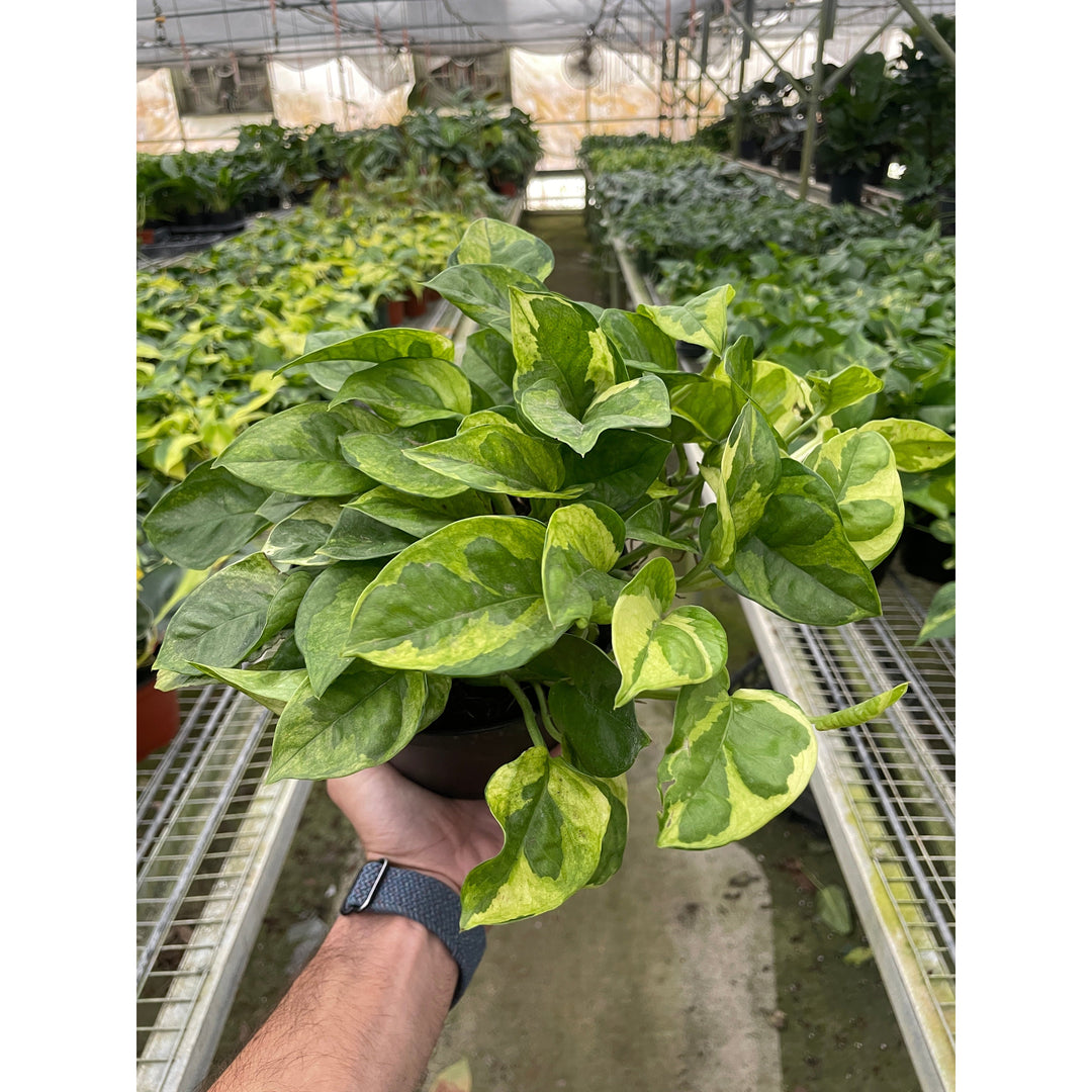 Pothos &