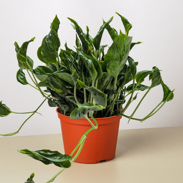 Pothos &