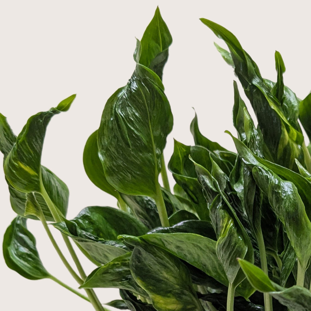 Pothos &