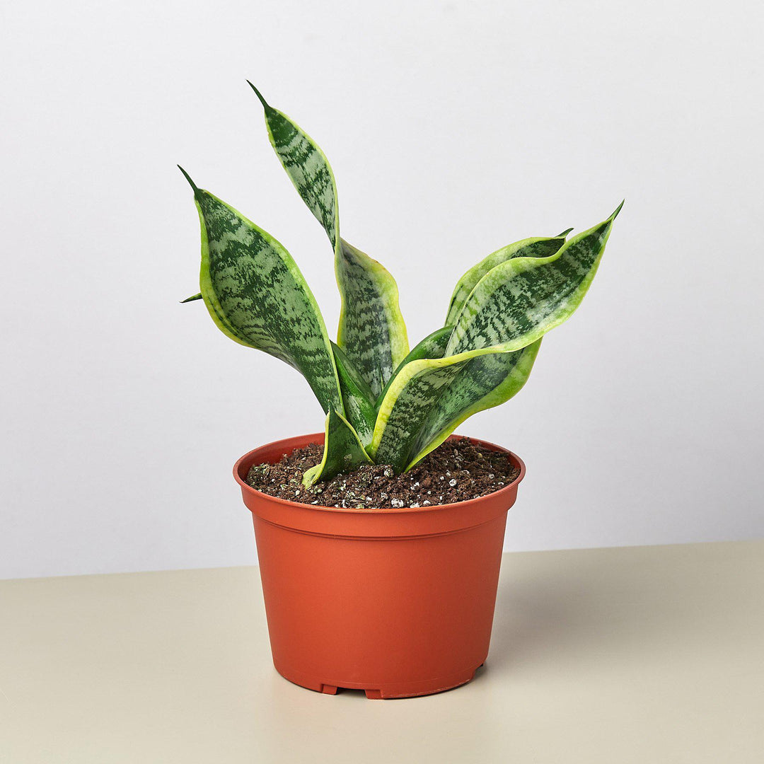 Snake Plant &