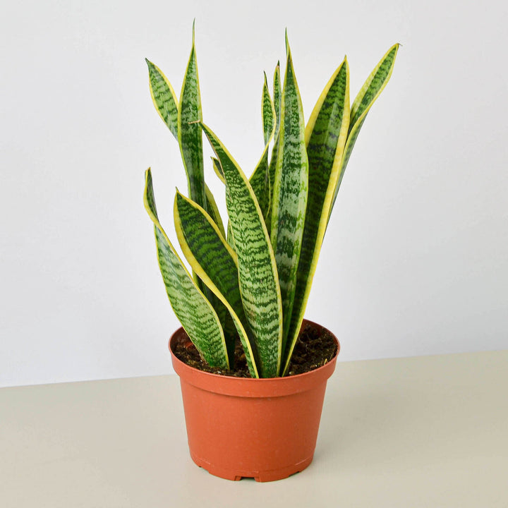 Snake Plant &