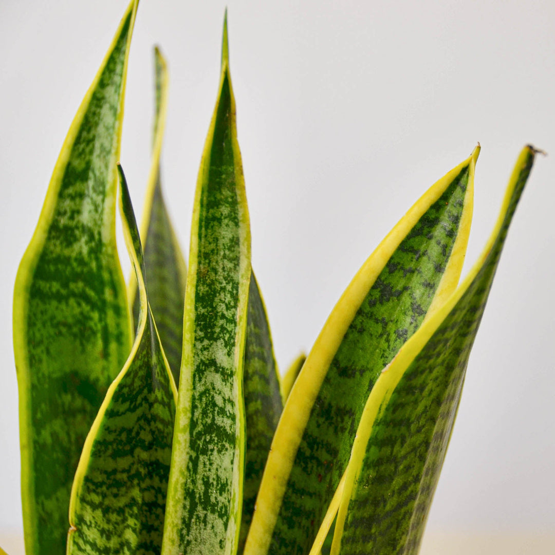 Snake Plant &