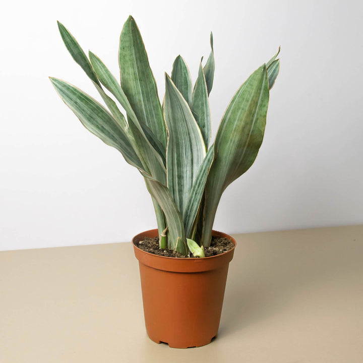 Snake Plant &