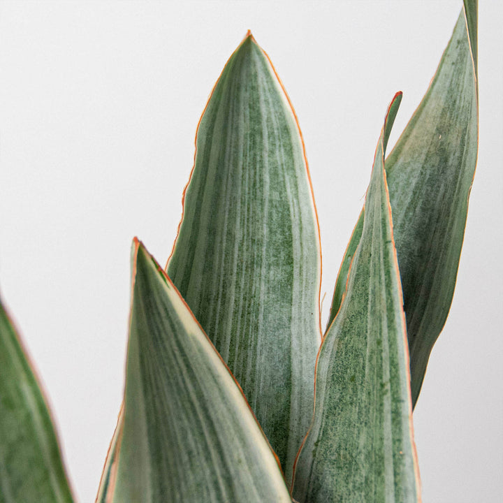 Snake Plant &