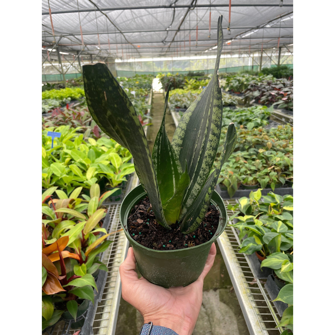 Snake Plant &