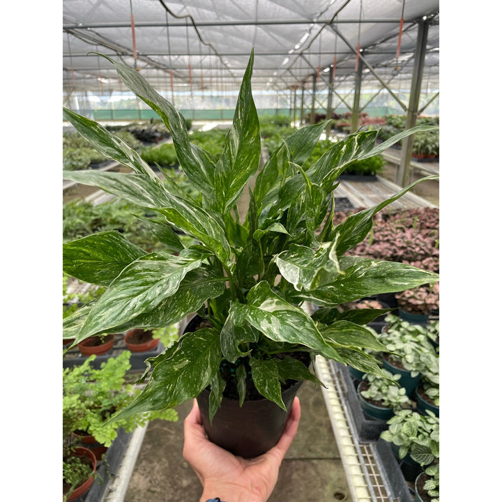 Variegated Spathiphyllum &