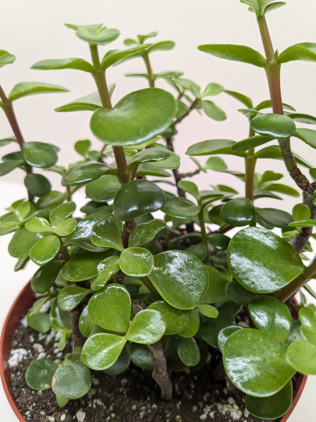 Succulent &