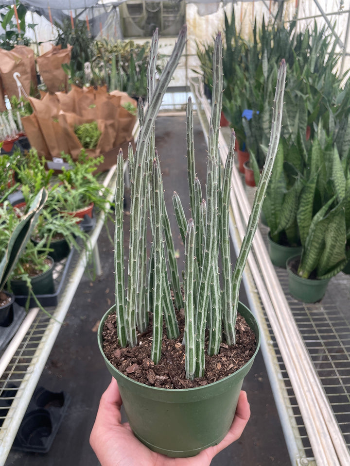 Succulent Senecio Stapeliiformis &