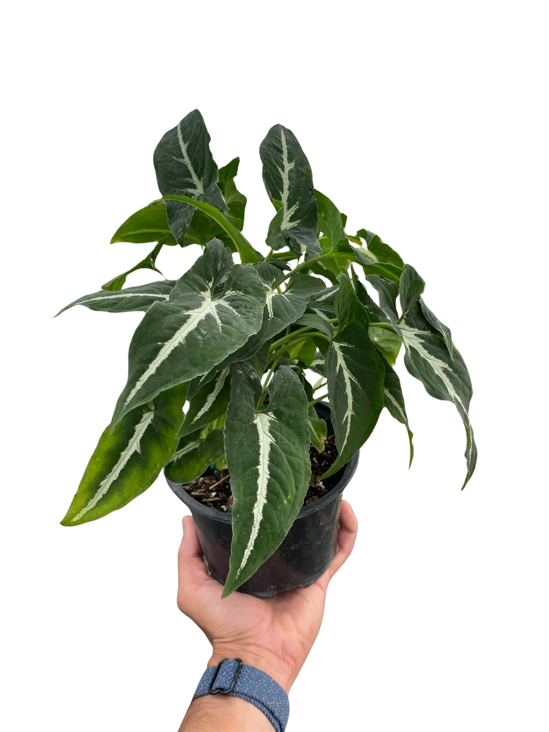 Syngonium wendlandii &