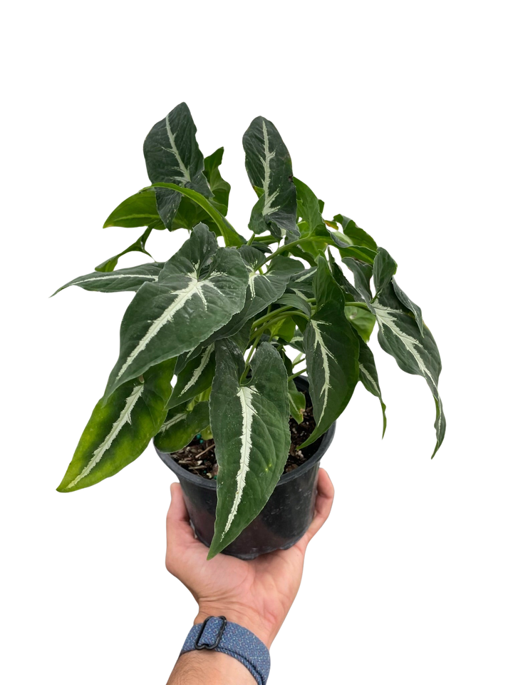 Syngonium wendlandii &
