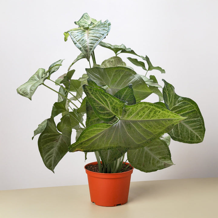 Syngonium &