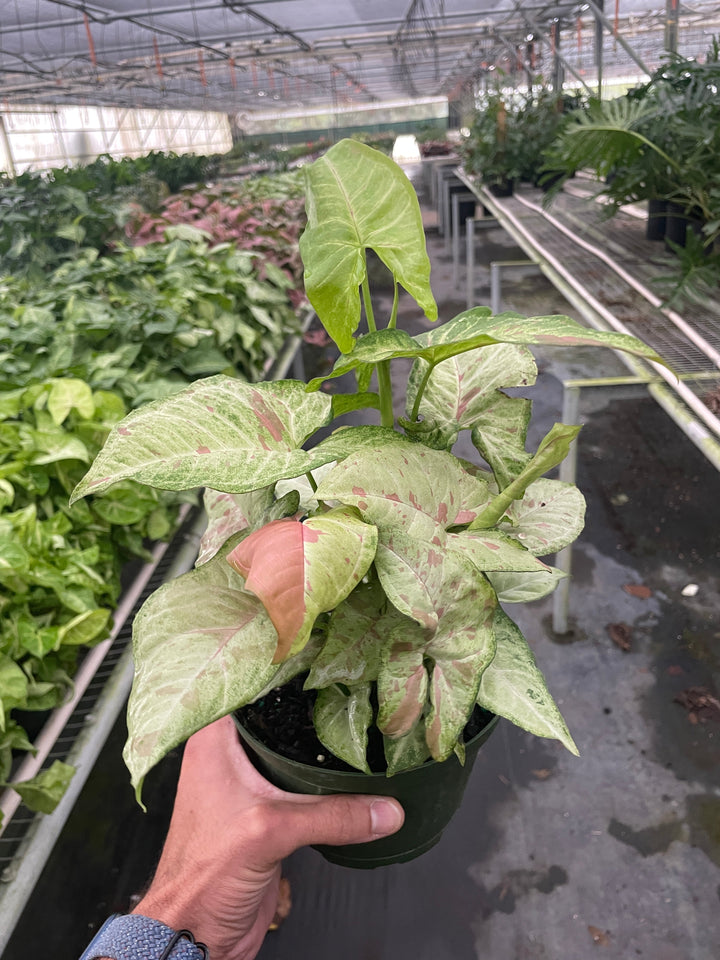 Syngonium &