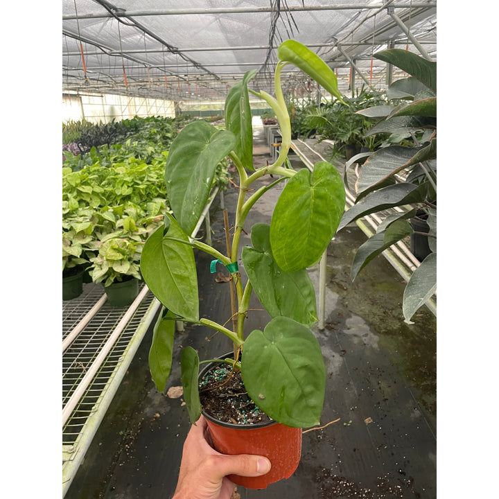 Syngonium &