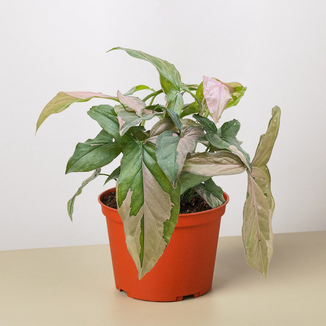 Syngonium &