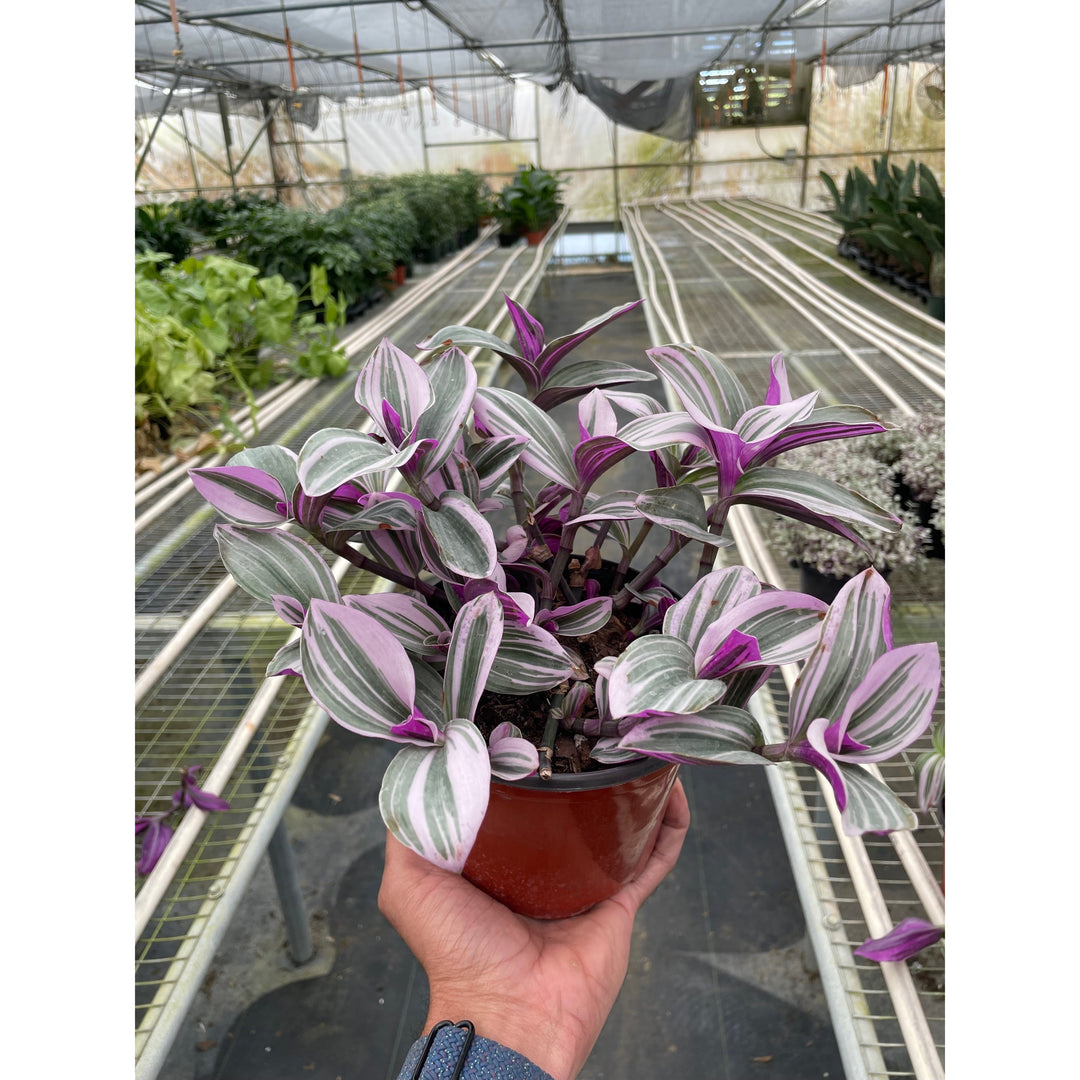 Tradescantia &